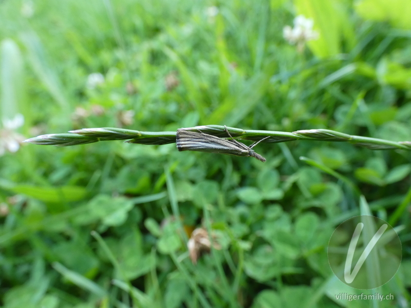 Unscheinbarer Graszünsler: Übersicht